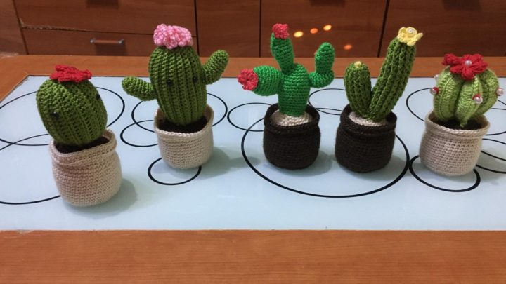 Nuevos cactus